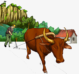 山脚下黄牛拉耕犁在田地耕作