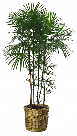 竹叶茂盛