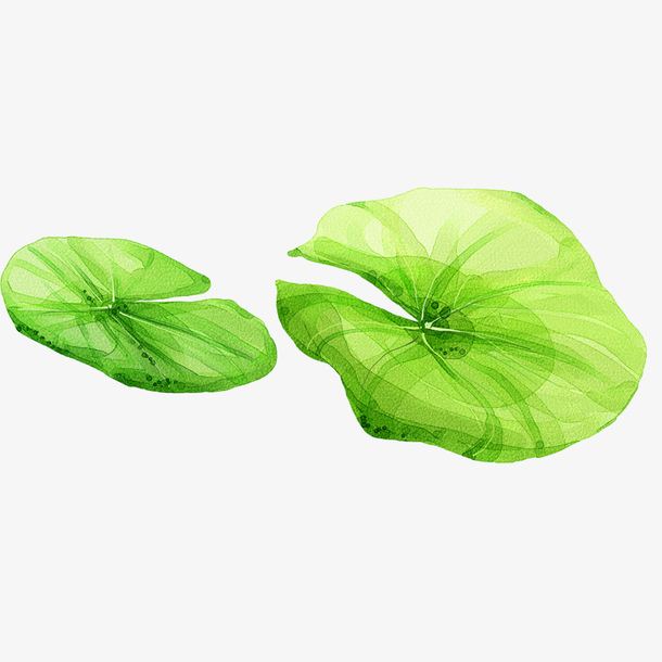 手绘荷叶