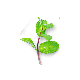 新鲜薄荷