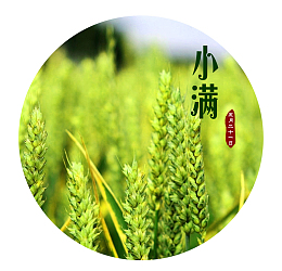 小满二十四节气海报