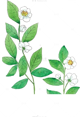 手绘风秋季绿色茶叶