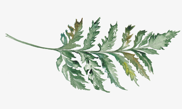 水彩风叶子装饰