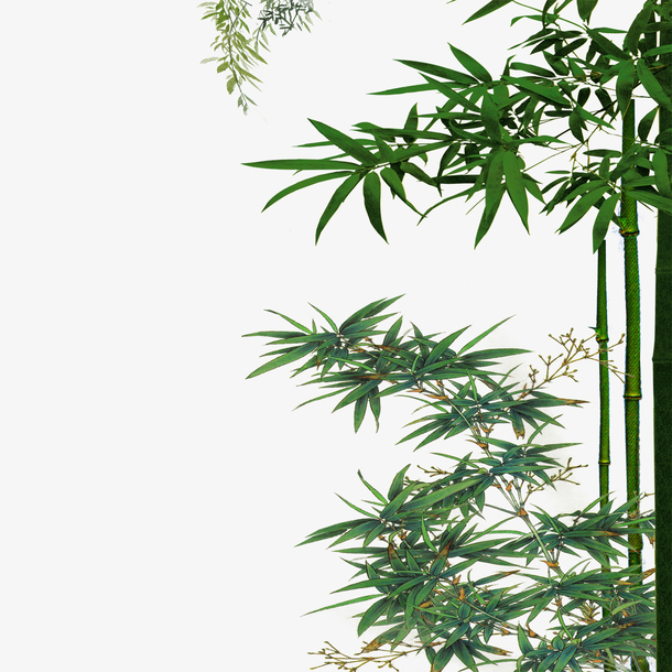 竹子免抠素材免费下载_觅元素51yuansu.com