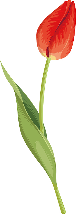 郁金香插花扁平金色郁金香