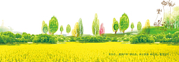 金色油菜花背景图