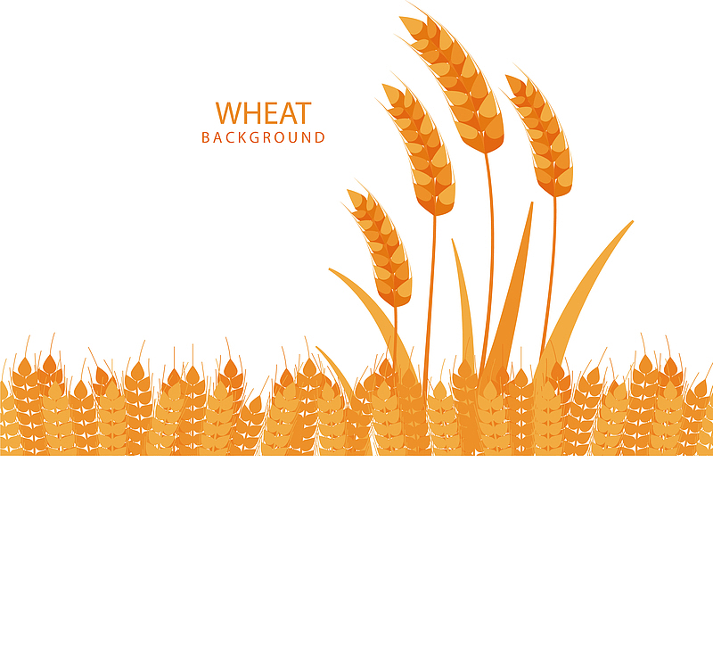 扁平化成熟的小麦