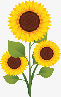春天里金黄色向日葵