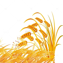 二十四节气小满金色稻谷小清新海