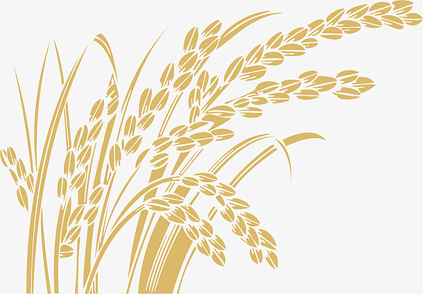 金色麦穗手绘简图