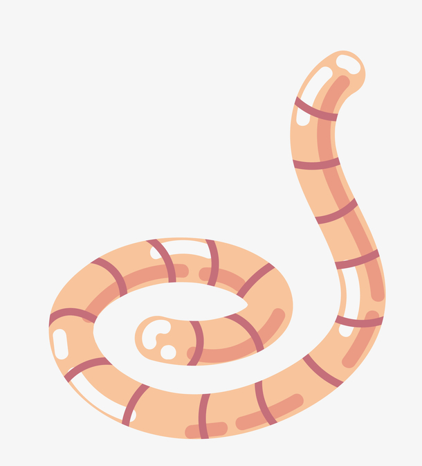 环节动物蚯蚓矢量图