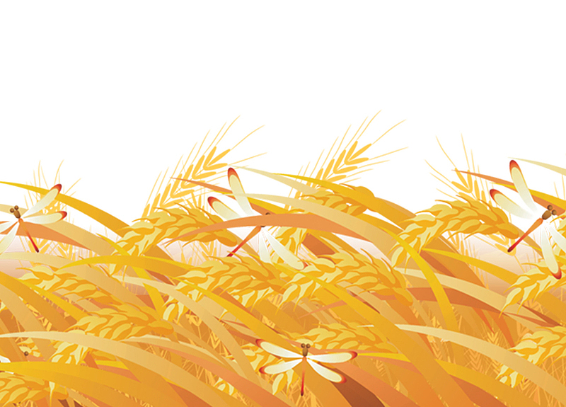 金色稻田稻谷蜻蜓元素
