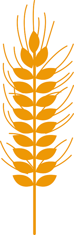 金色谷物麦穗矢量图