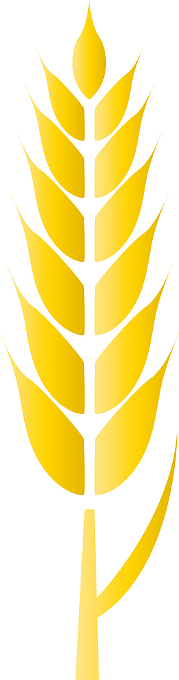手绘金色麦穗素材图