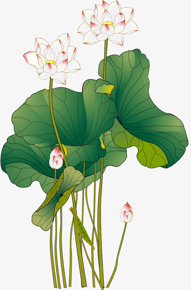 手绘水彩荷花素材免费下载_觅元素
