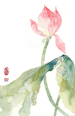 荷花插画