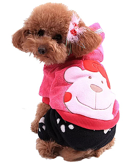 泰迪狗狗转身PNG