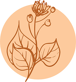 盛开的茶叶花