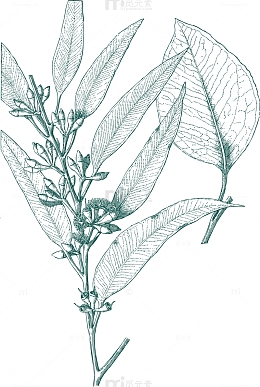 丰硕的茶叶画作