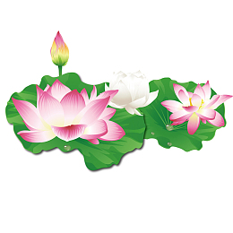 清纯的荷花