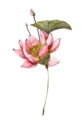 中国风荷塘月色荷花手绘