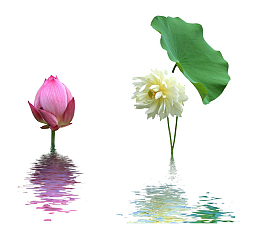 荷花
