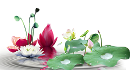 美丽荷花psd分层图
