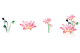 粉色的莲花