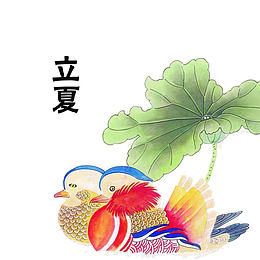 简约立夏节气荷花鸳鸯素材