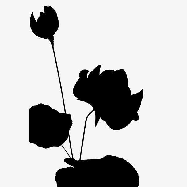 荷花剪影免抠图素材