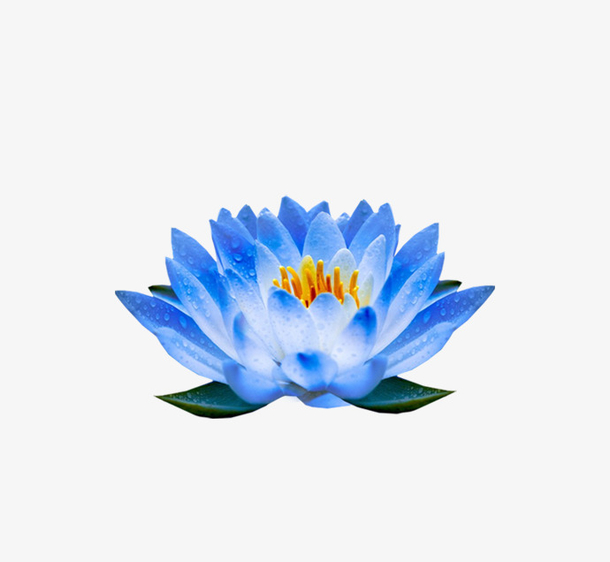 蓝色荷花下载png