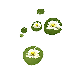 唯美精美荷花浮萍