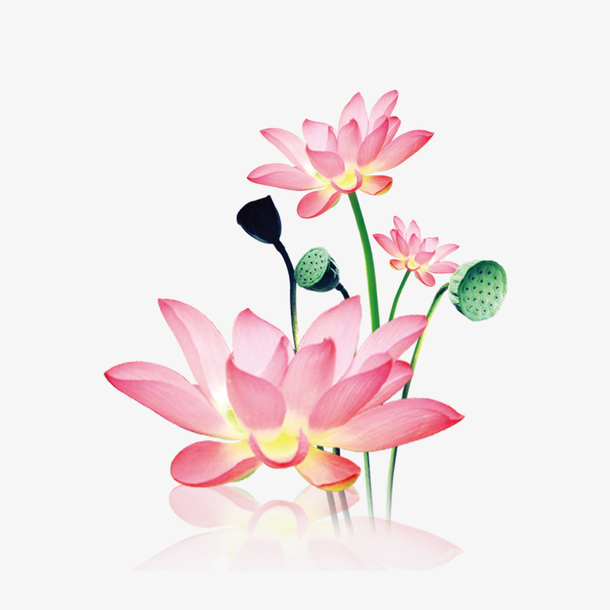 美丽的粉色荷花手绘图