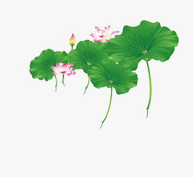 手绘绿色荷花荷叶