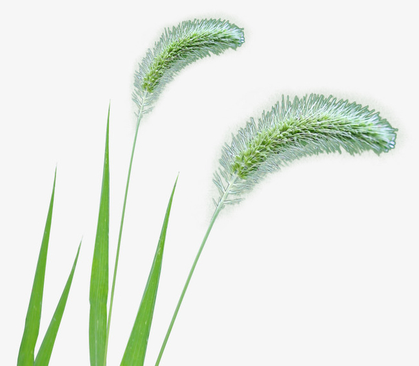 狗尾草素材免费下载_觅元素