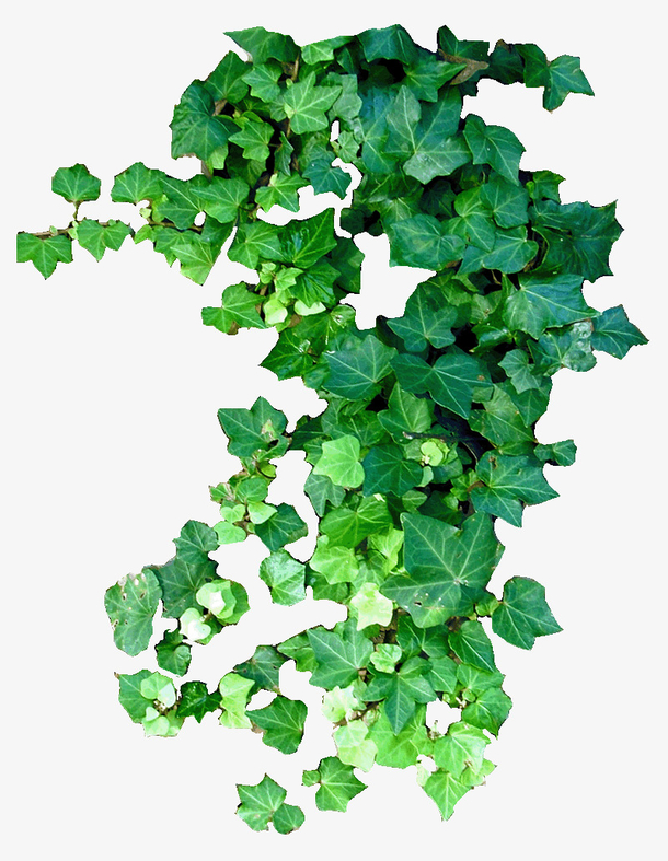 旺盛的藤蔓素材免费下载_觅元素