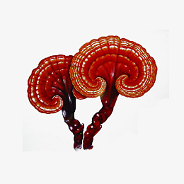 两支褐色手绘灵芝草