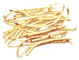 一把新鲜的鱼腥草高清图片