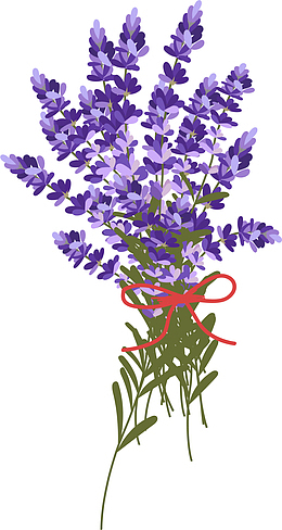 紫色美丽夏季薰衣草