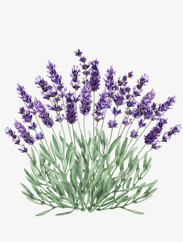 手绘薰衣草花卉装饰免抠素材免费下载_觅元素51yuansu.com