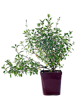 鼠尾草免费下载