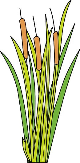 png绿色春季芦苇草丛png绿色扁平卡通芦苇png绿色春季卡通芦苇png绿色