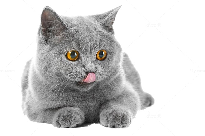 可爱的灰色小猫咪
