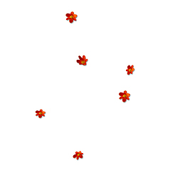 飞花