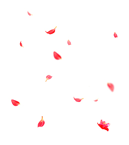 红色散落的花瓣免抠素材