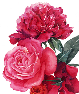 手绘装饰山茶花素材