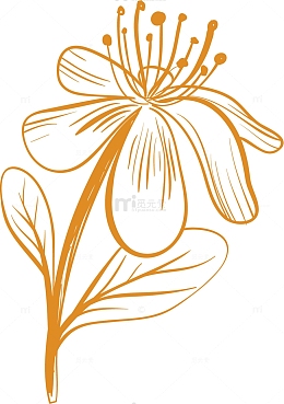 黄色线条矢量金盏花