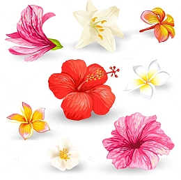 矢量手绘水彩装饰花朵