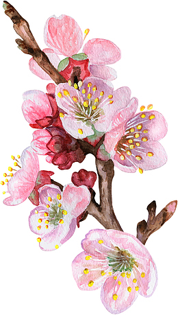 卡通手绘美丽的桃花