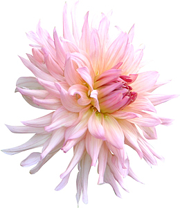 粉色菊花